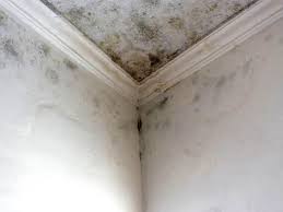 Best Water Damage & Mold Remediation  in Questa, NM